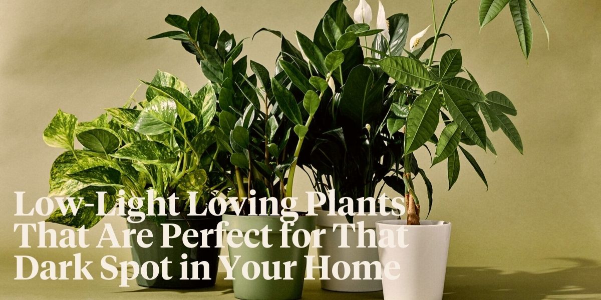 the-best-houseplants-of-2022-for-in-the-shade-or-a-dark-room-header
