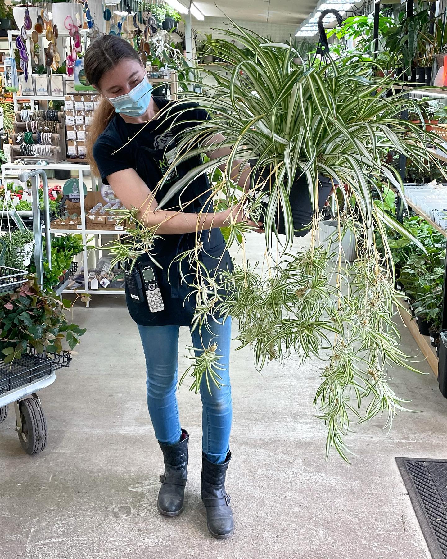 Spider Plant (Chlorophytum Comosum) - on Thursd