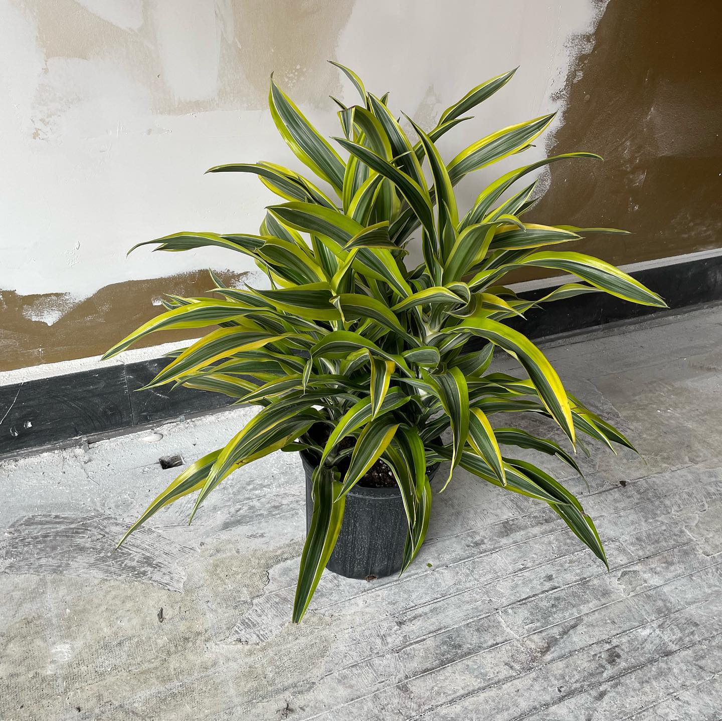 Warneck Dracaena (Dracaena Deremensis Warneckii) - on Thursd