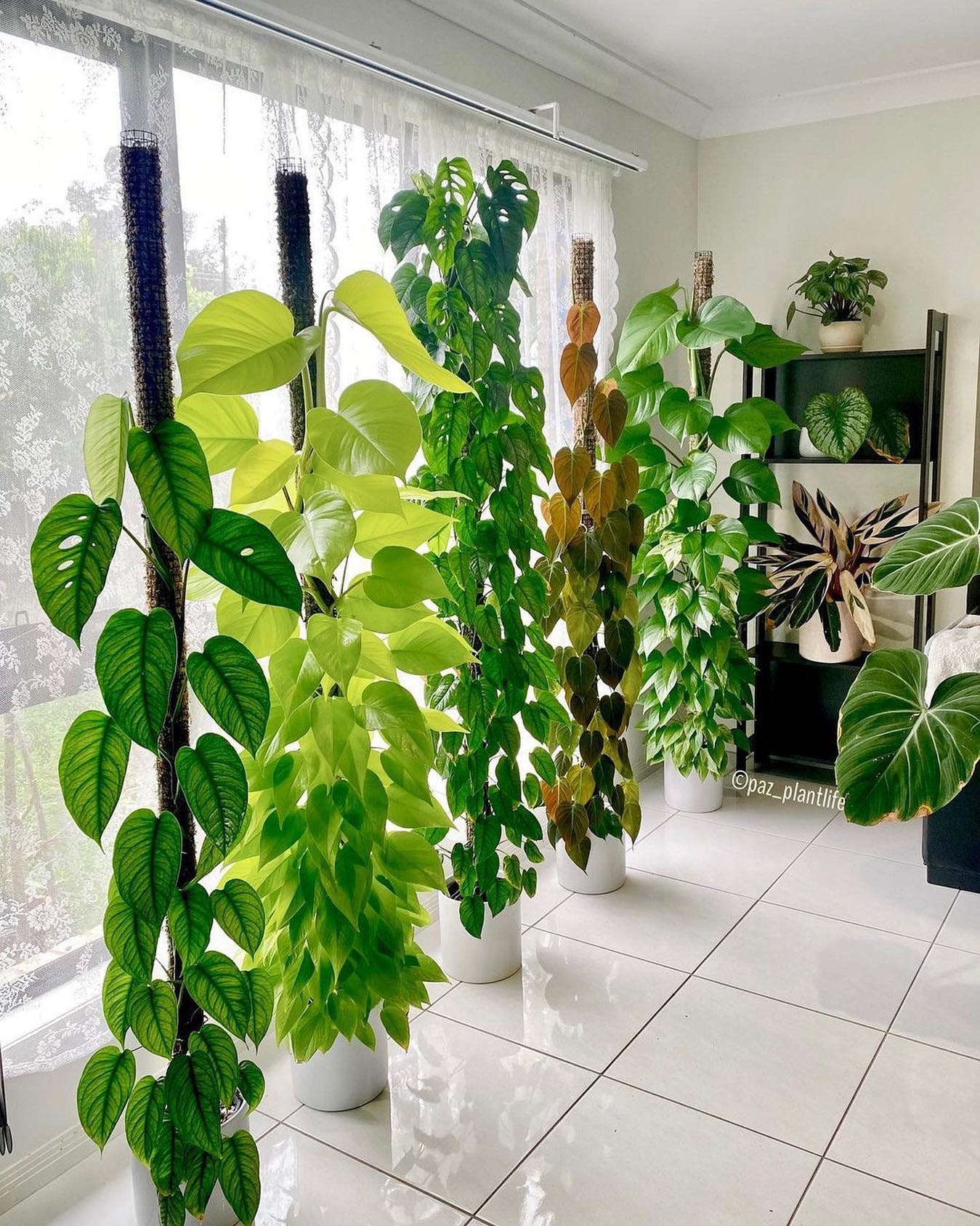 Houseplants That Purify The Air Pentacles And Pastries