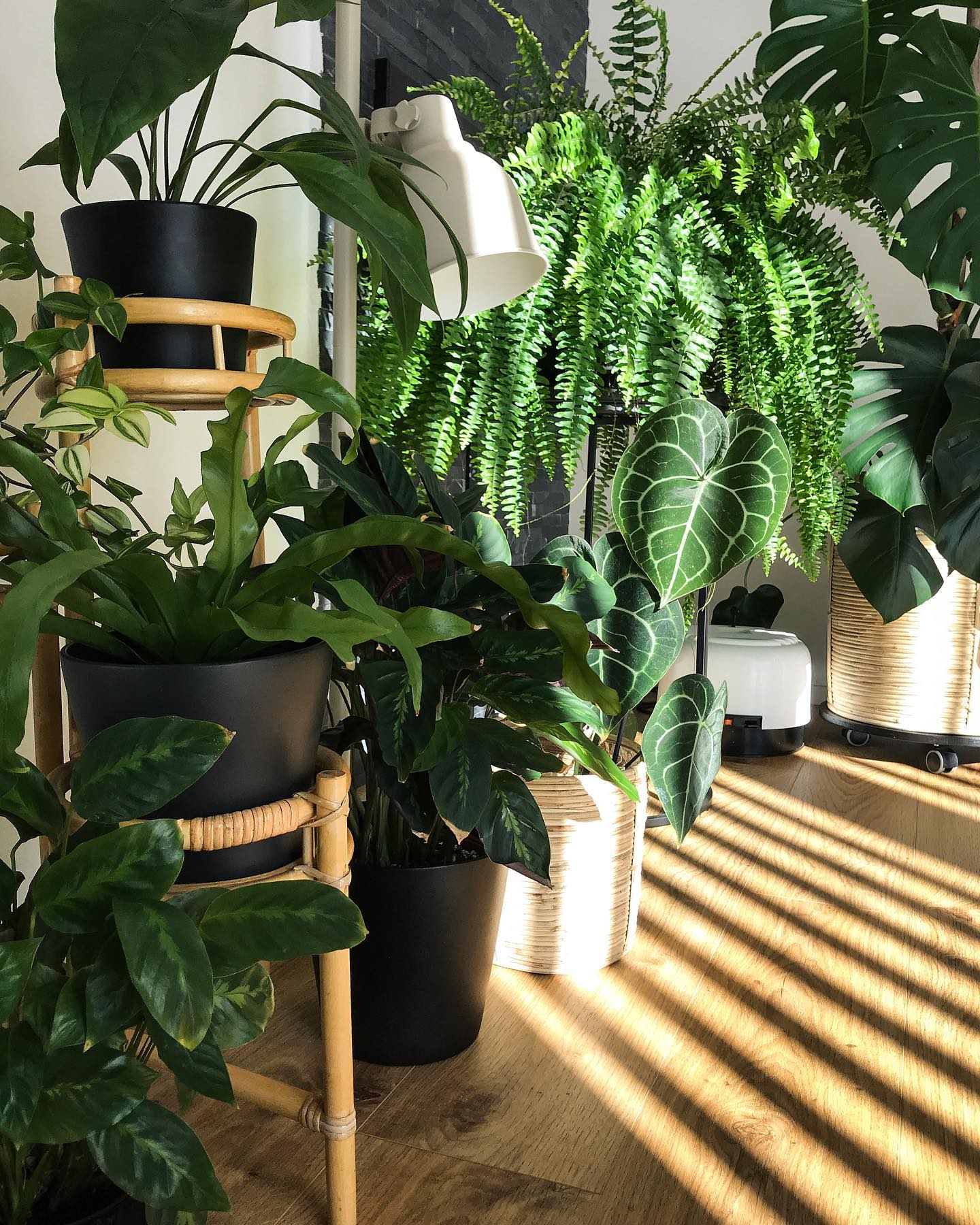 Best indoor plants that clean deals the air and remove toxins