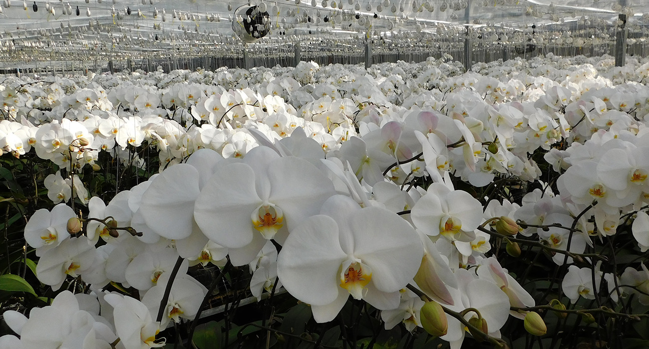 Orchidee Colonna Grower on Thursd header.jpg