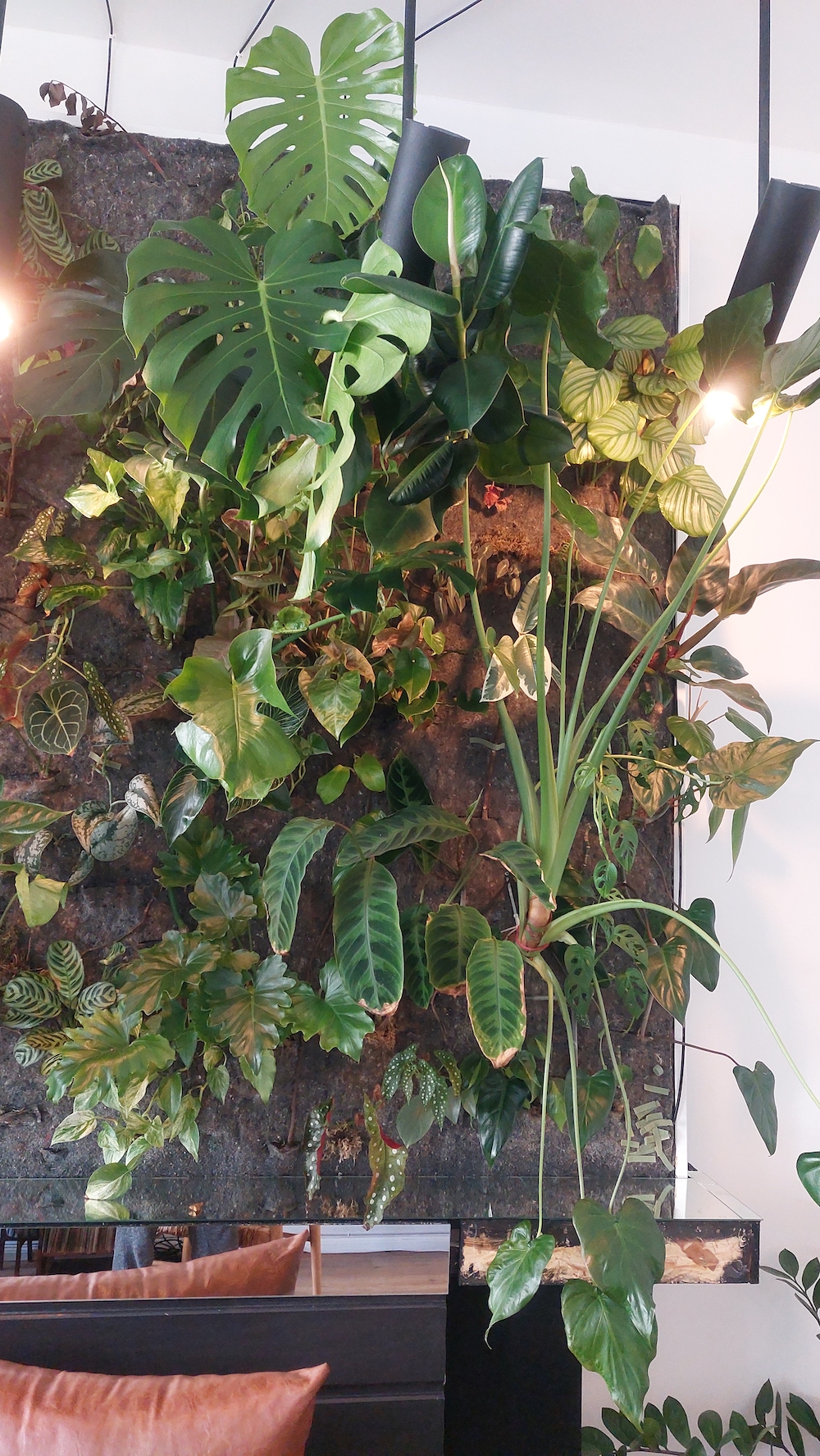 DIY plant wall tropical plants - on Thursd