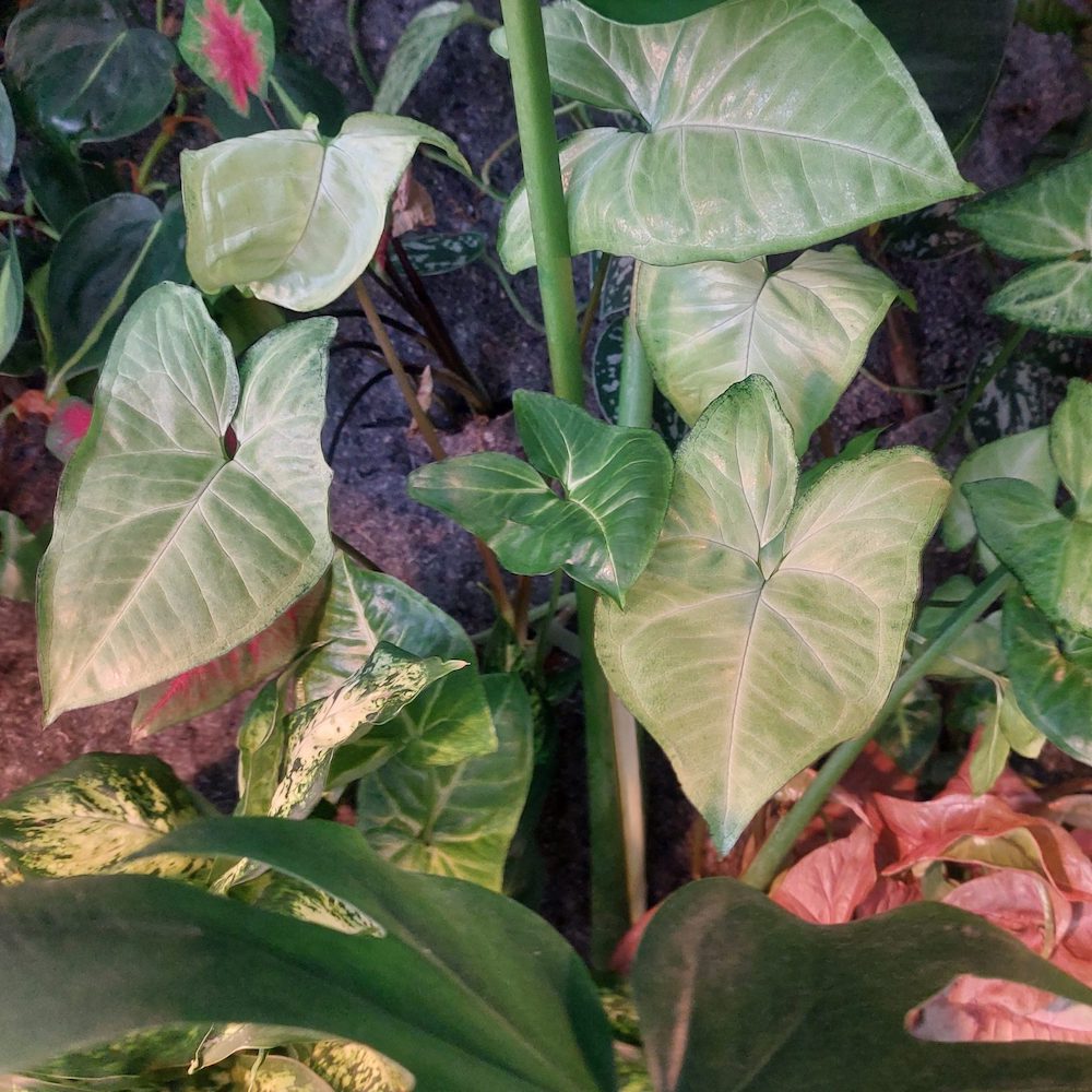 Syngonium Houseplant - Evanthia on Thursd