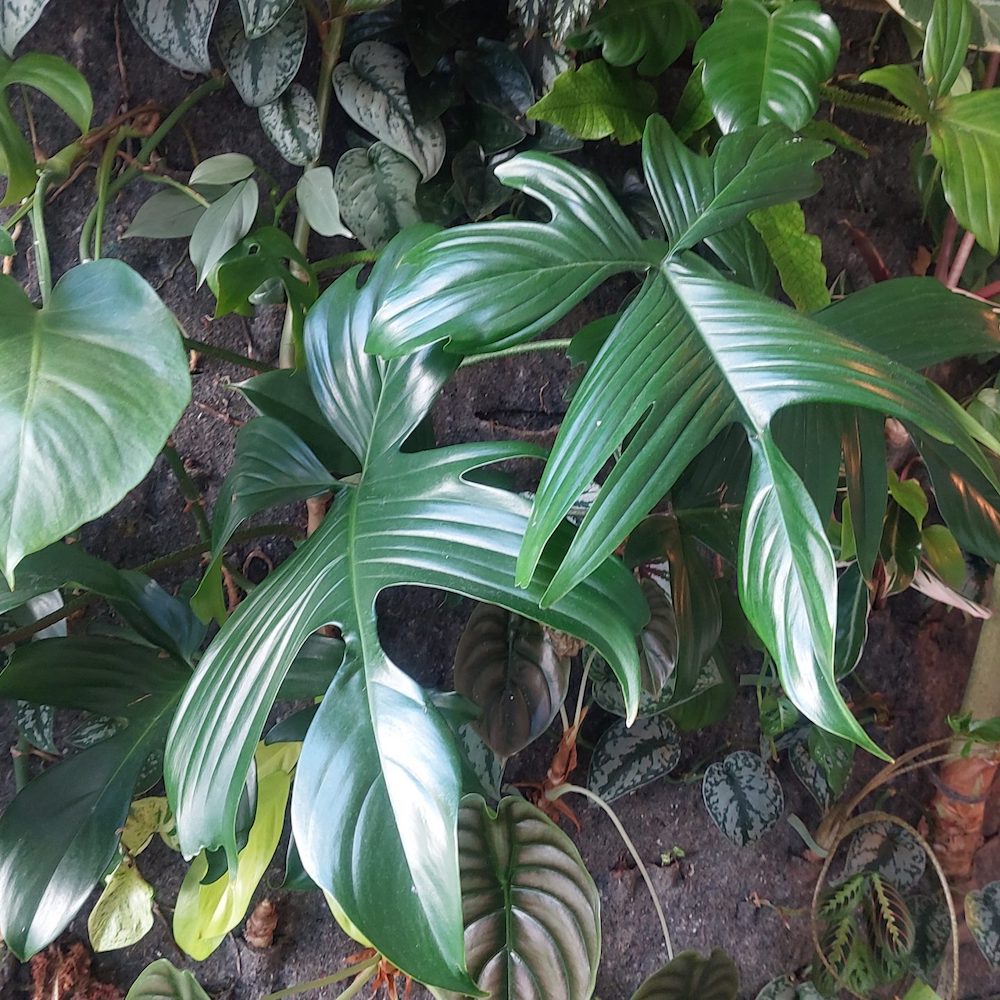 Philodendron Florida Beauty Green - Evanthia on Thursd