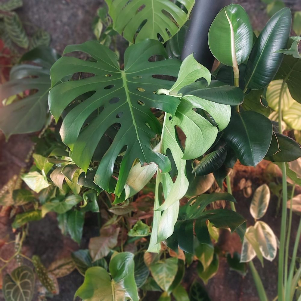 Monstera Tropical Houseplant - Evanthia on Thursd