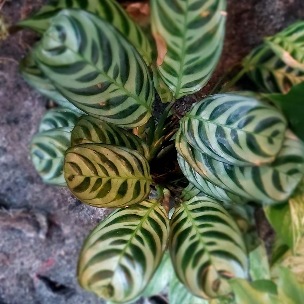 Calathea Houseplant - Evanthia on Thursd