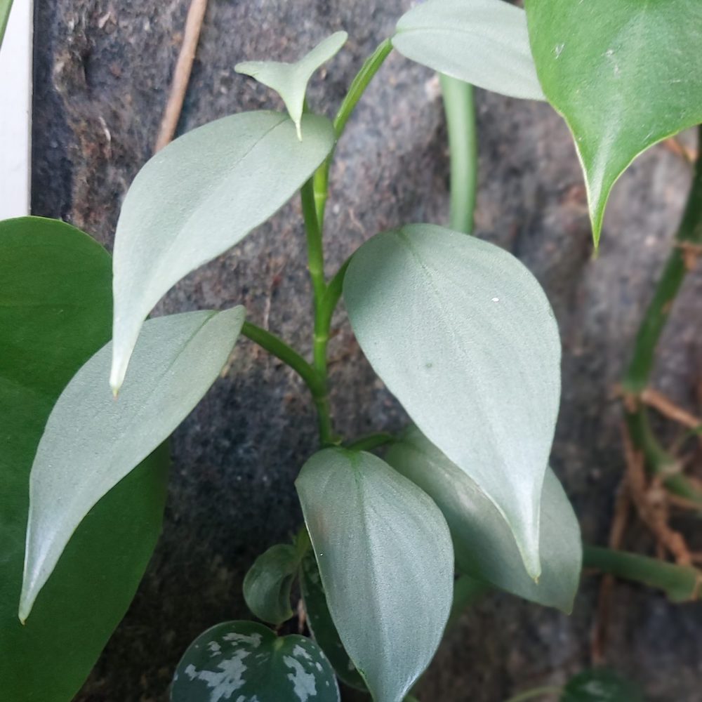 Philodendron hastatum Grey - Evanthia on Thursd