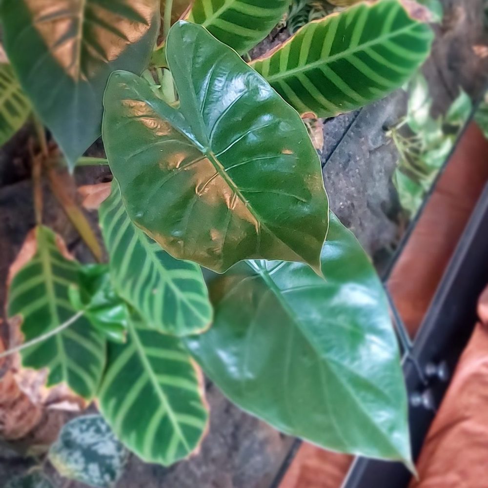 Alocasia wentii - Evanthia on Thursd