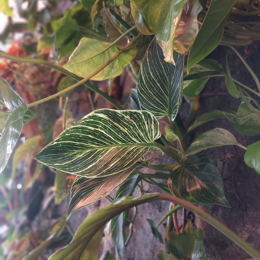 Philodendron Zebra - Evanthia on Thursd