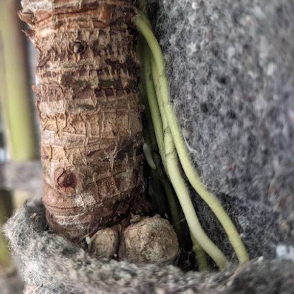 Alocasia cucullata - Evanthia on Thursd