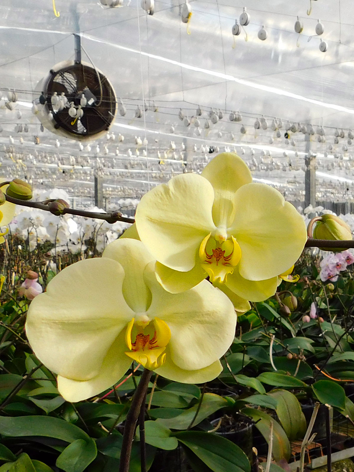Orchidee Colonna Yellow Phalaenopsis on Thursd