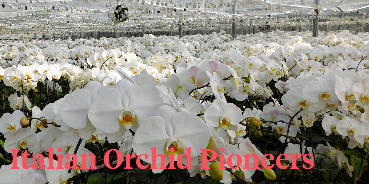 how-italian-orchid-pioneers-of-orchidee-colonna-grow-phalaenopsis-at-the-foot-of-the-vesuvius-volcano-header