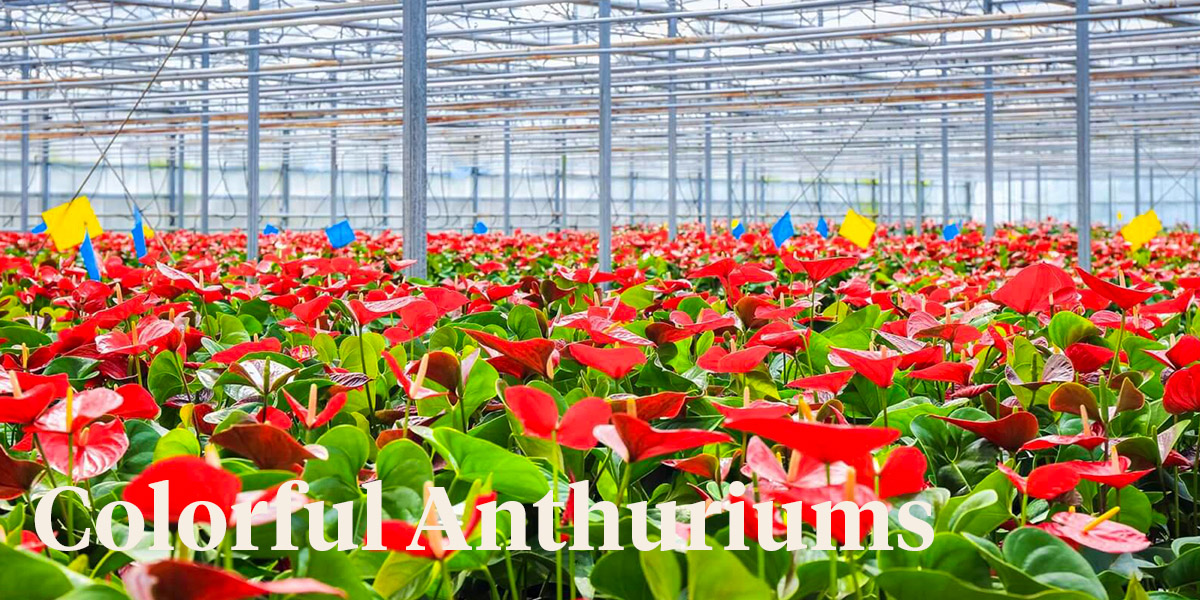 These are the Potted Anthurium Toppers Recommended by Breeder Floricultura header