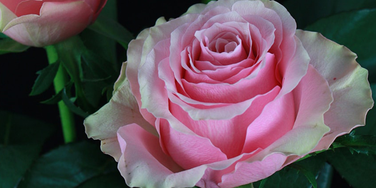 Rose Celeb Cut flower on Thursd header