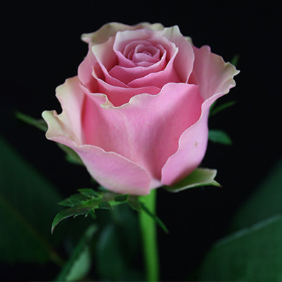 Rose Celeb | Product Featured on Thursd.com