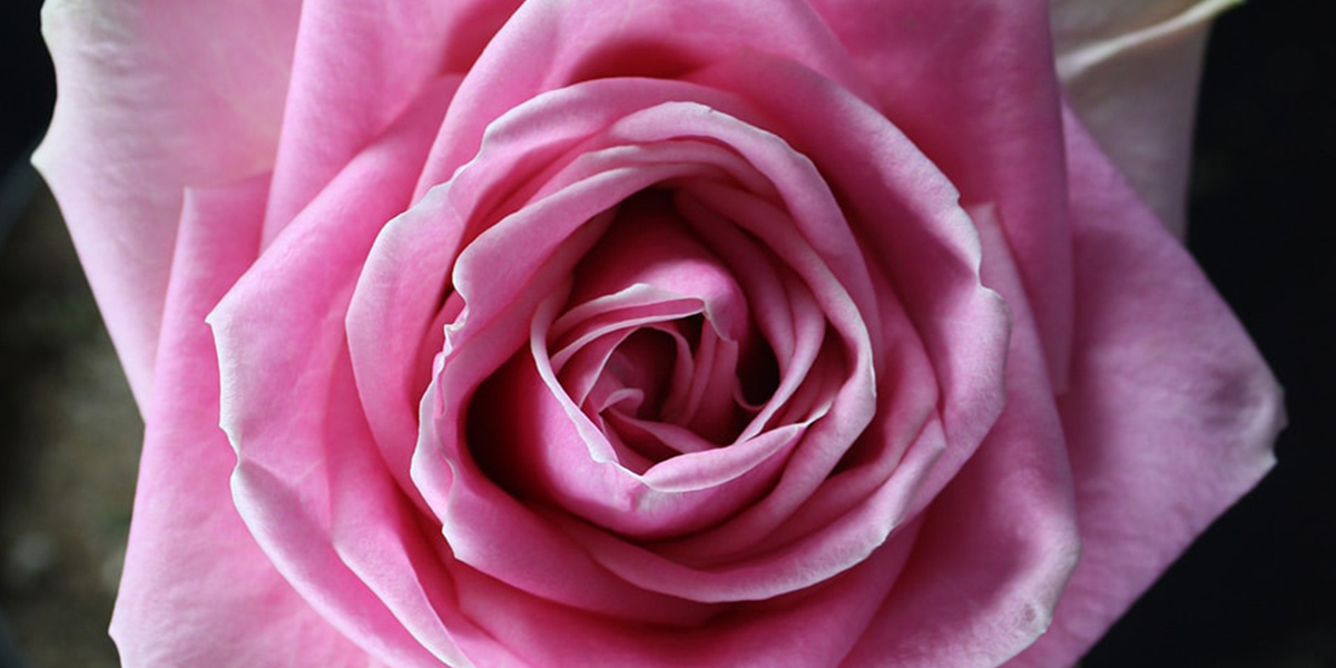 Rose Wham Cut flower on Thursd header