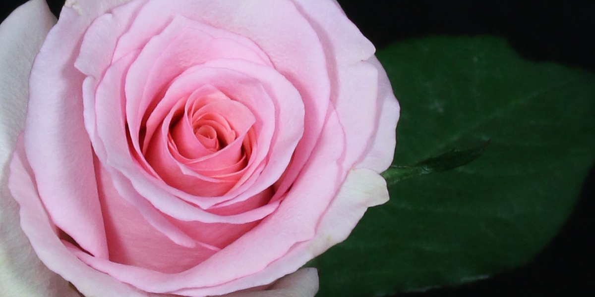 Rose Daydreaming Cut flower on Thursd header