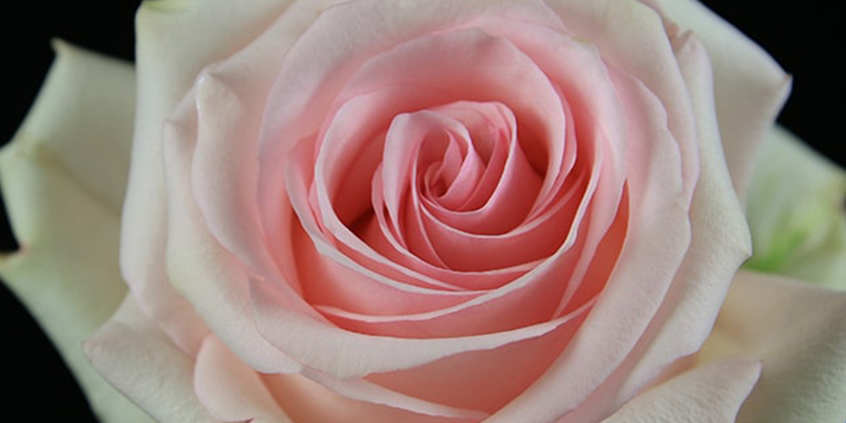 Rose Lorraine Cut flower on Thursd header
