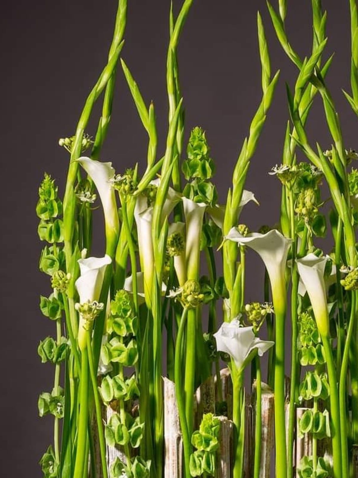 White Calla Waltz Floral World - on Thursd