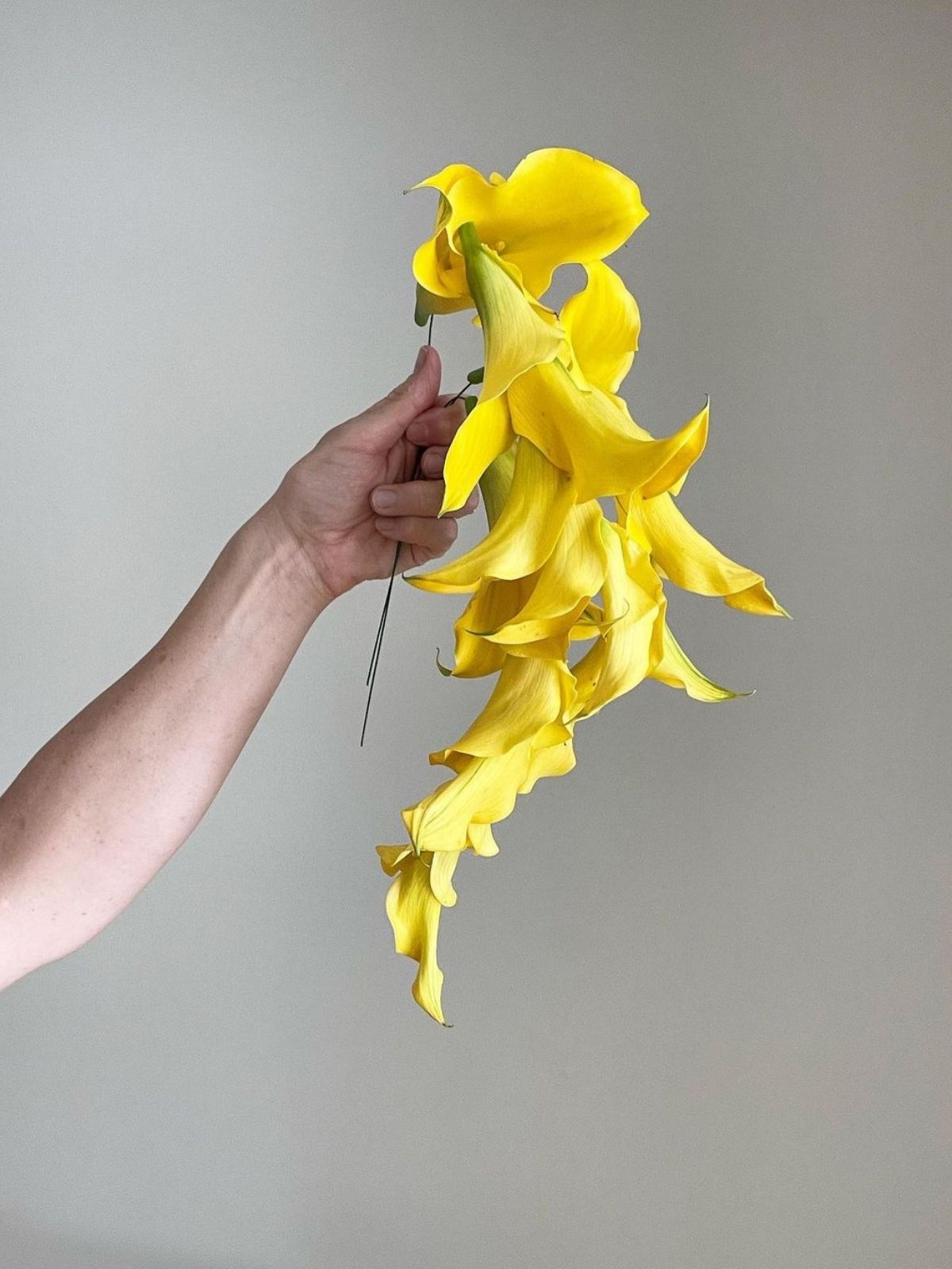 Susan McLeary Playful with yellow Callas - on Thursd