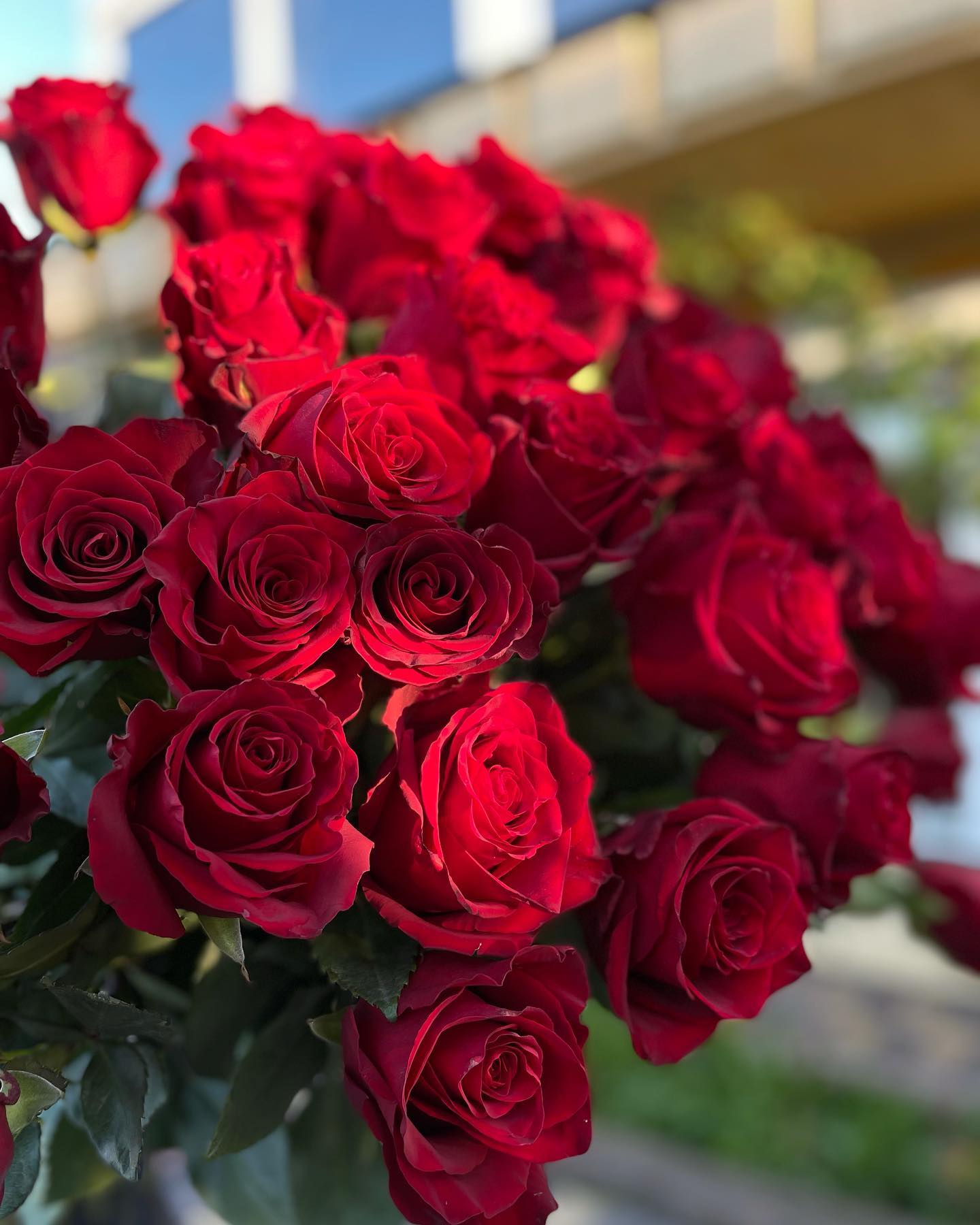 Red Rose Explorer for Valentine's