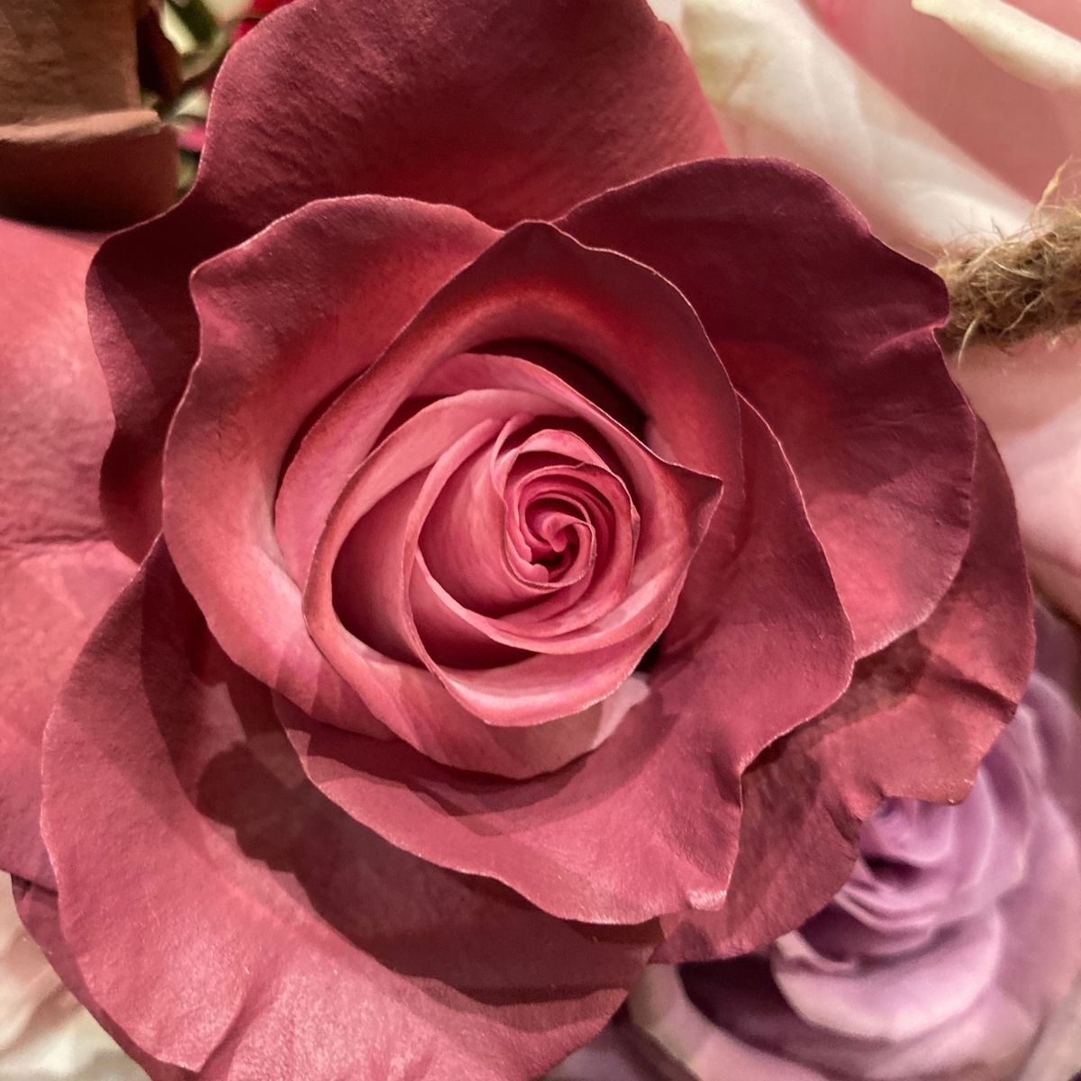 Nude Tinted Prestige Collection - Top 10 Roses for Mother's Day - on Thursd