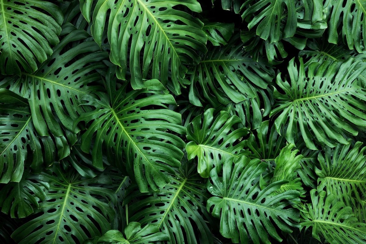 Monstera tropical plants - Evanthia on Thursd