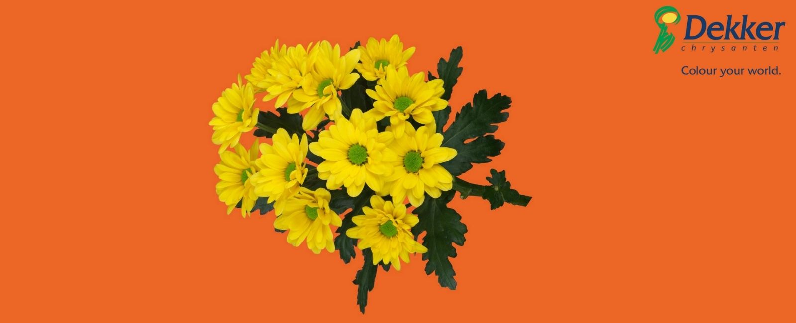 Chrysanthemum Dutchmaster from Breeder dekker