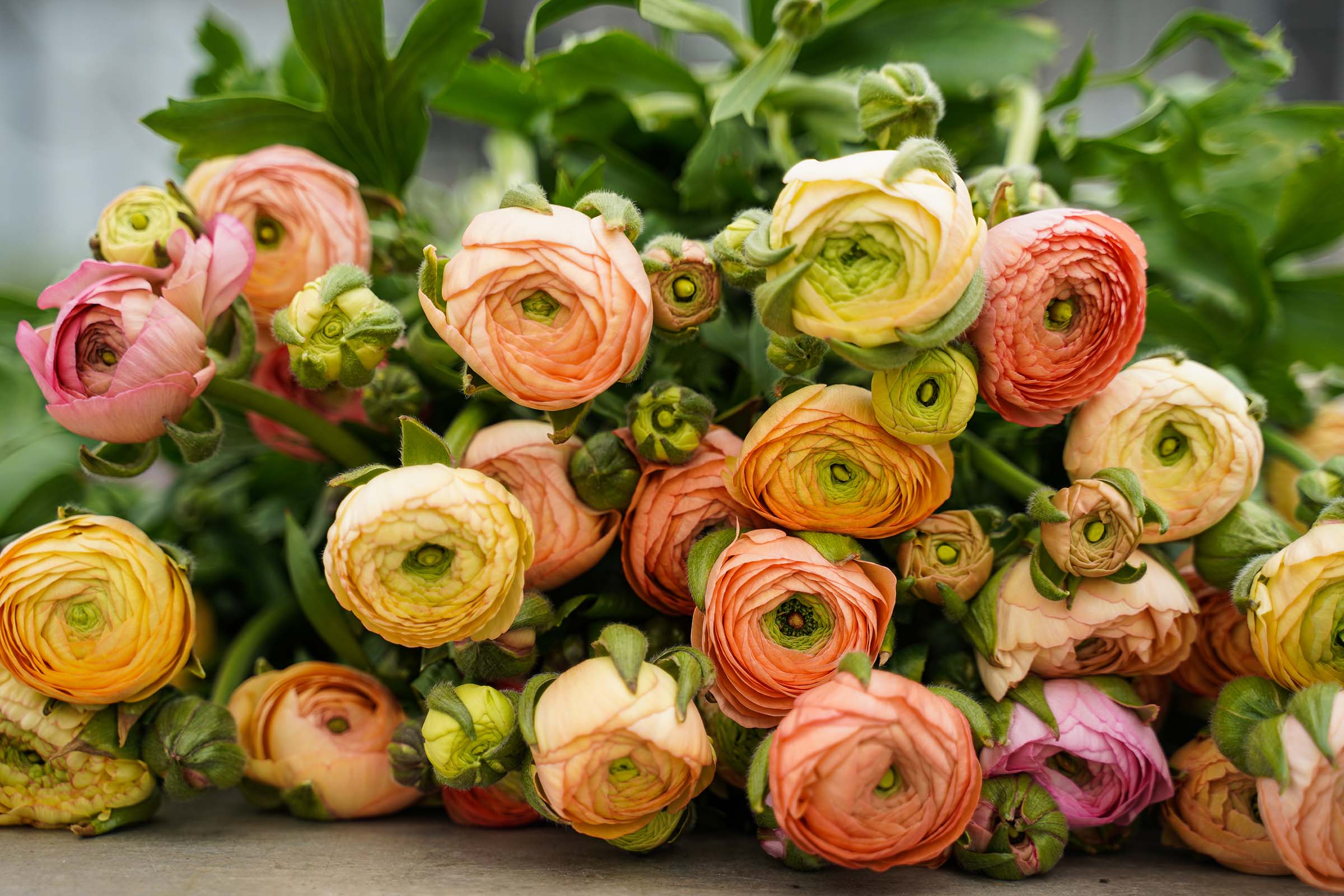 those-charming-ranunculus-from-decorum-are-back-featured