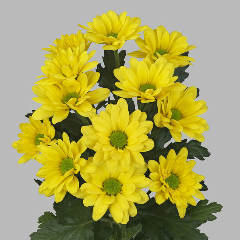 Yellow Spray Chrysanthemum Dutchmaster 