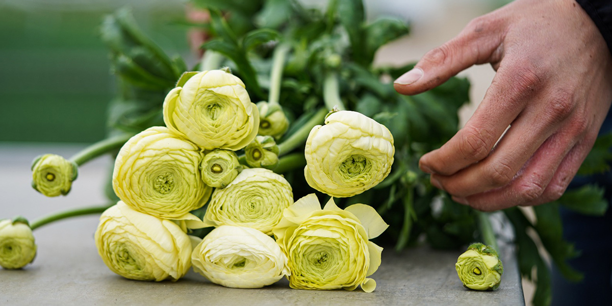 Ranunculus Azur Cream Cut flower on Thursd header