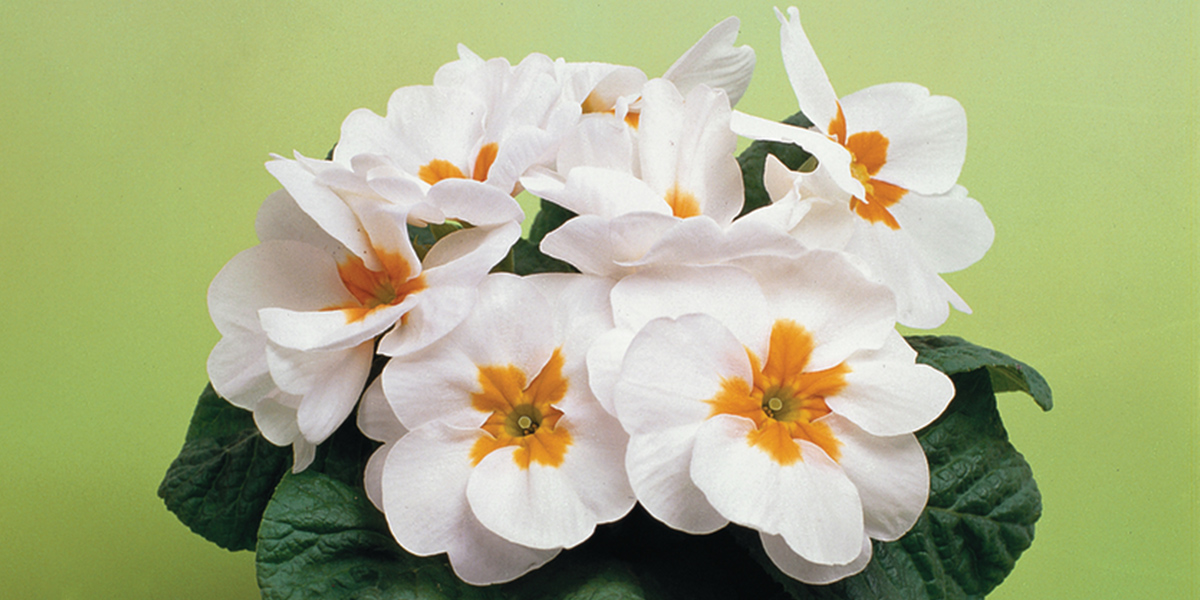 Primula Esna White Plant on Thursd header