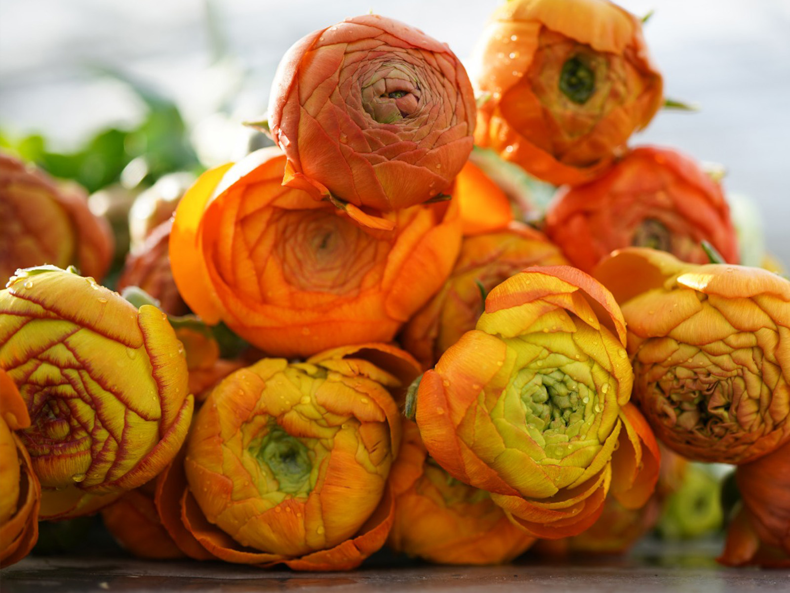 Ranunculus Orange from Decorum by Knoppert on Thursd