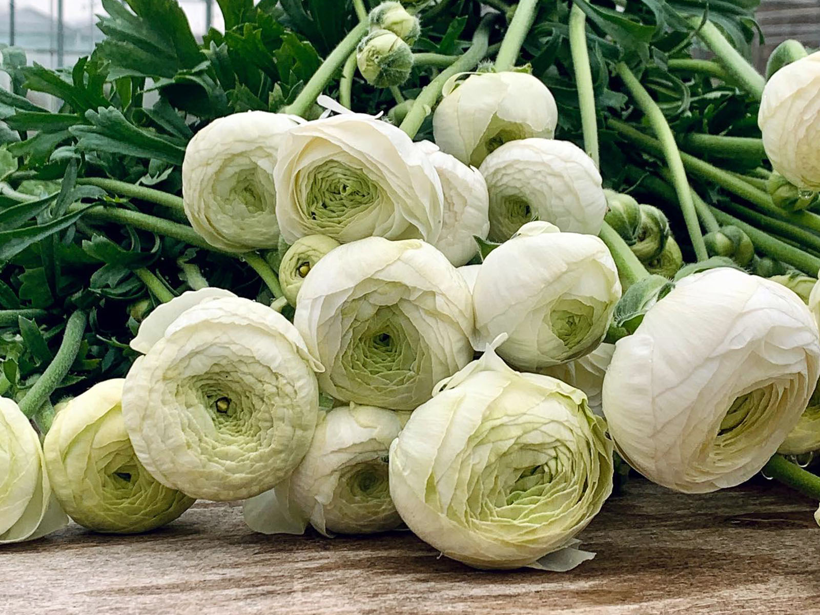 Ranunculus White from Decorum by Knoppert on Thursd