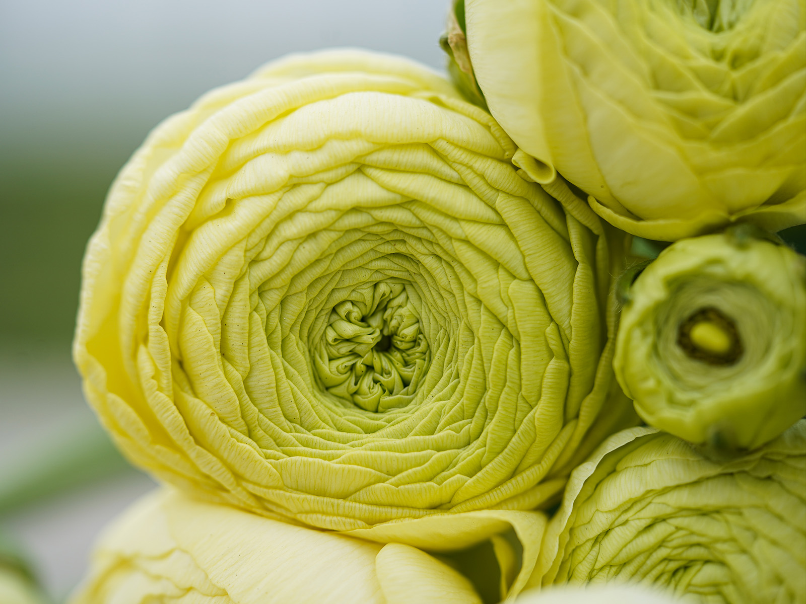 Ranunculus Cream from Decorum by Knoppert on Thursd