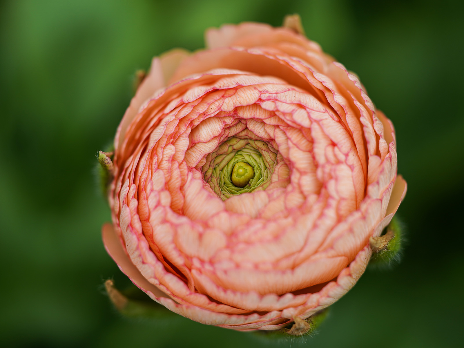 Ranunculus Pink from Decorum by Knoppert on Thursd