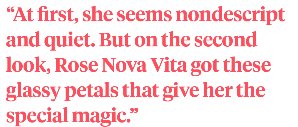 Quote Lis-Art about Rose Nova Vita - on Thursd
