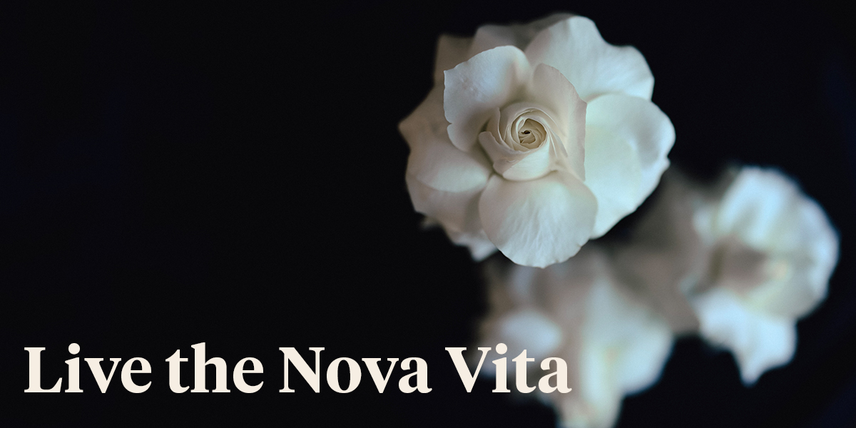 Lis-Art about Rose Nova Vita United Selections header - on Thursd