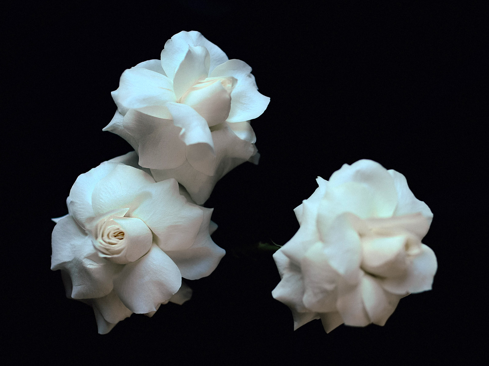 White Roses by Lis-Art on Thursd