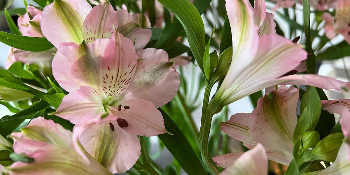 Alstroemeria Stephanie Cut flower on Thursd header