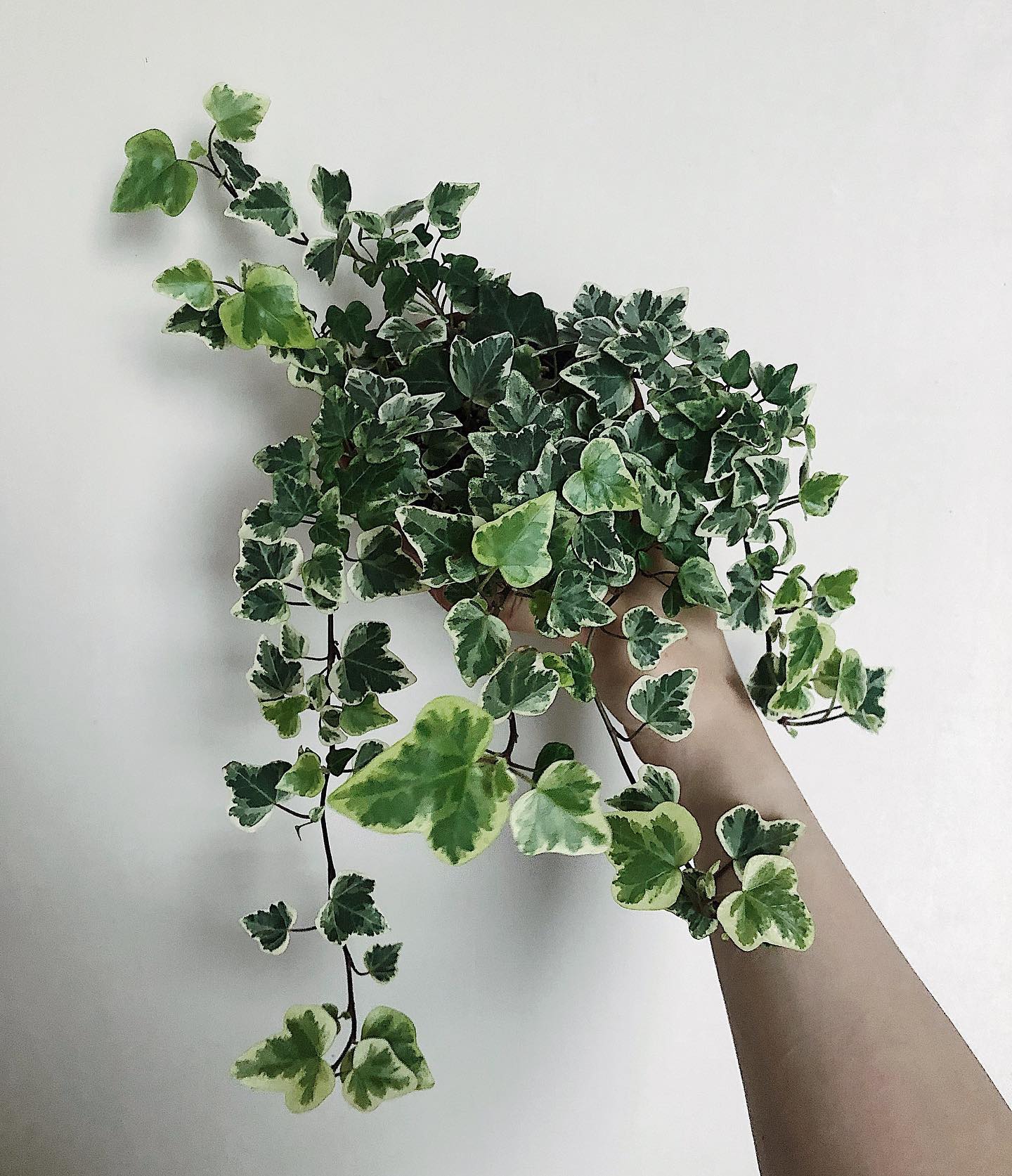 English Ivy (Hedera Helix) - Air-purifying plants on Thursd