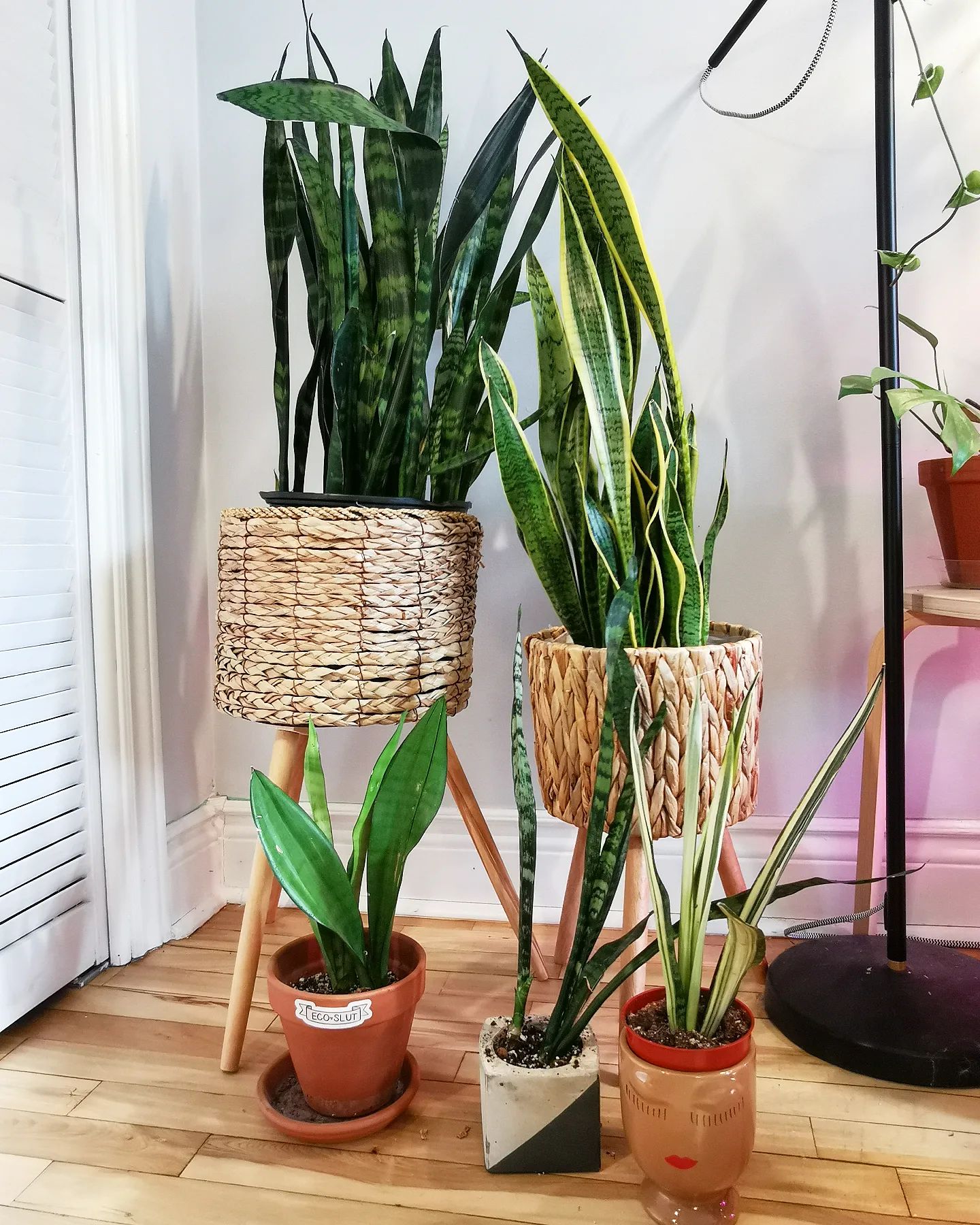 Snake Plant (Dracaena Trifasciata) - Air-purifying plants on Thursd