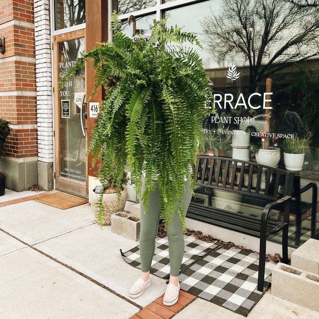 Boston Fern (Nephrolepis Exaltata) - Houseplants on Thursd