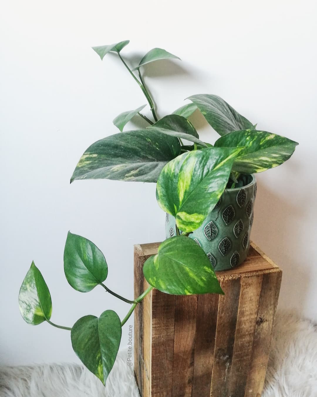 Golden Pothos (Epipremnum Aureum) - on Thursd