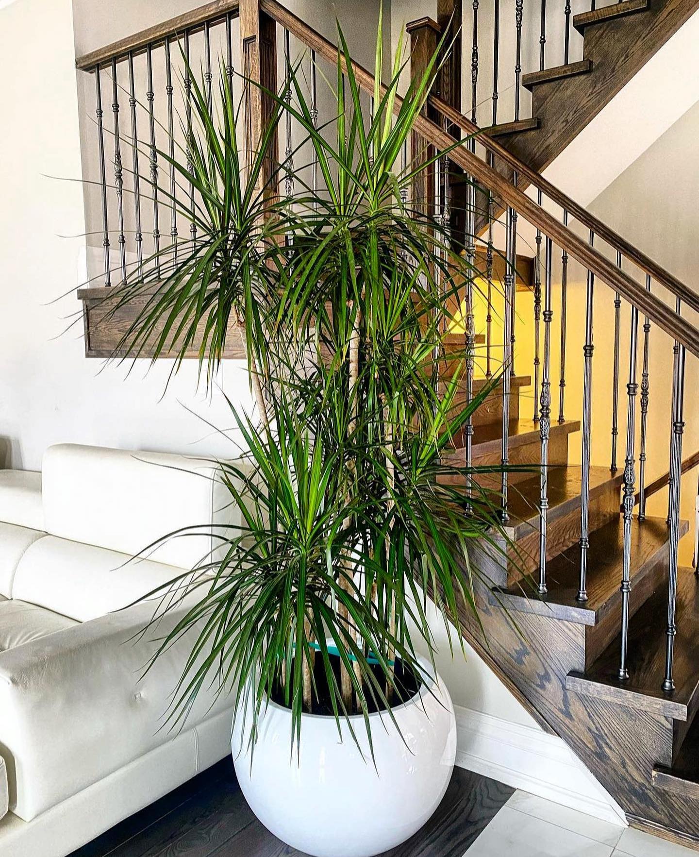 Dragon Tree (Dracaena Marginata) - Air-purifying plants on Thursd