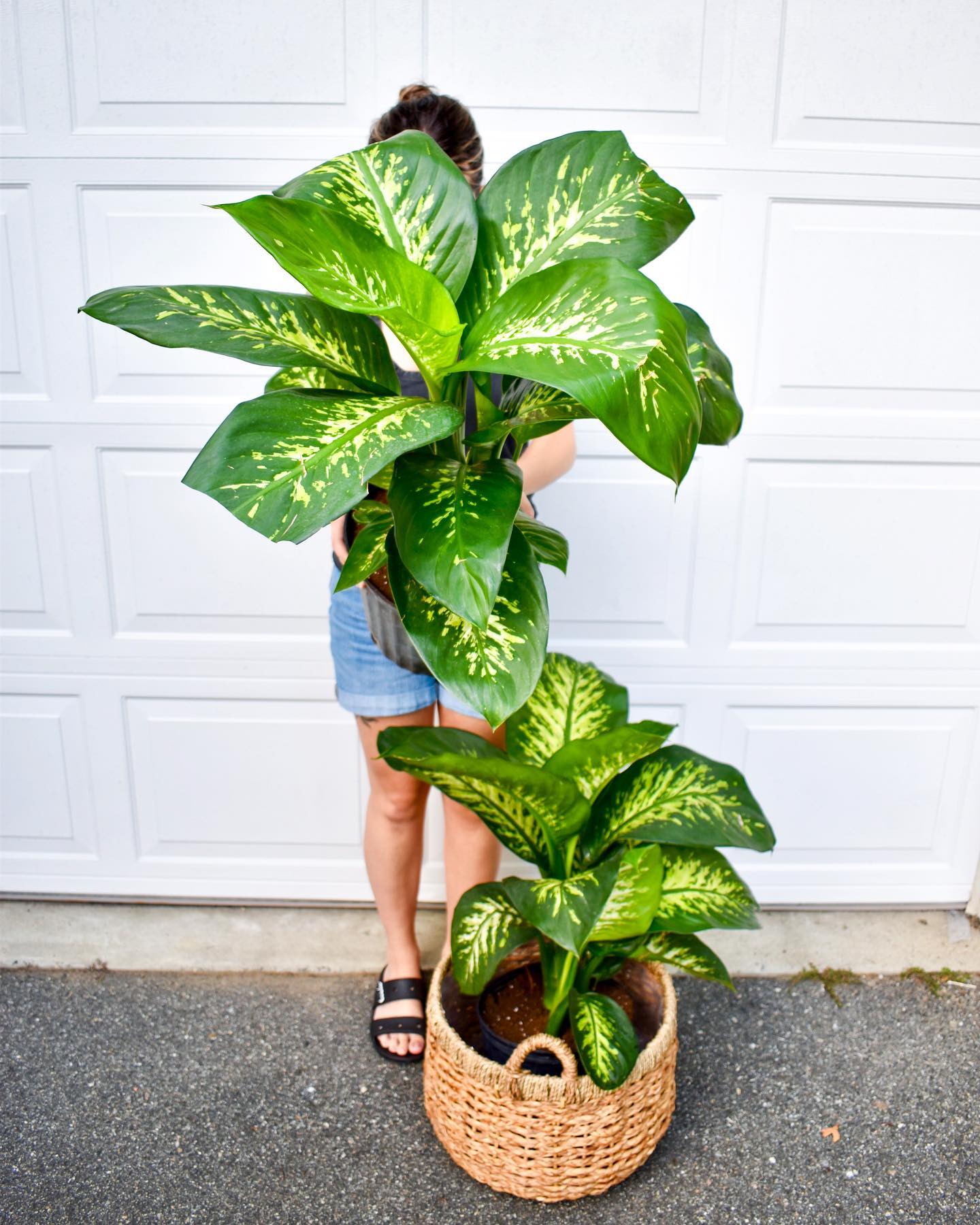 Dumb Cane (Dieffenbachia) - Houseplants on Thursd