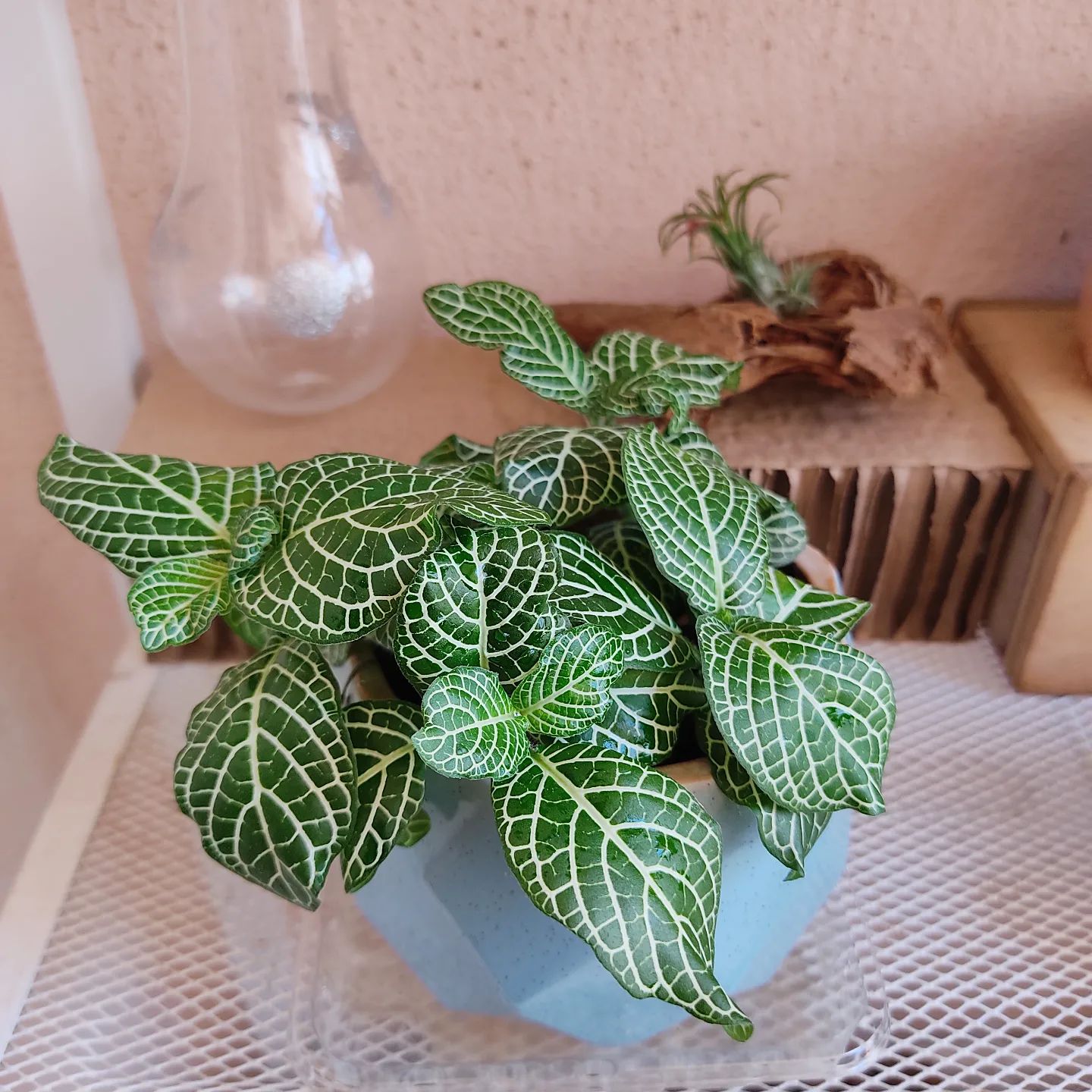 Nerve Plant (Fittonia Albivenis) - Air-purifying plants on Thursd