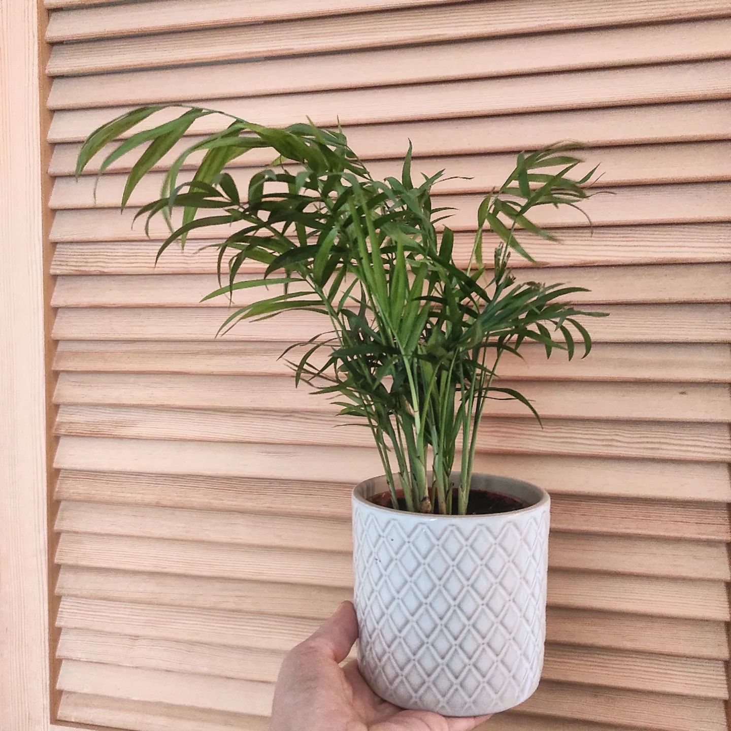 Parlor Palm (Chamaedorea Elegans) - Air-purifying plants for 2022 on Thursd