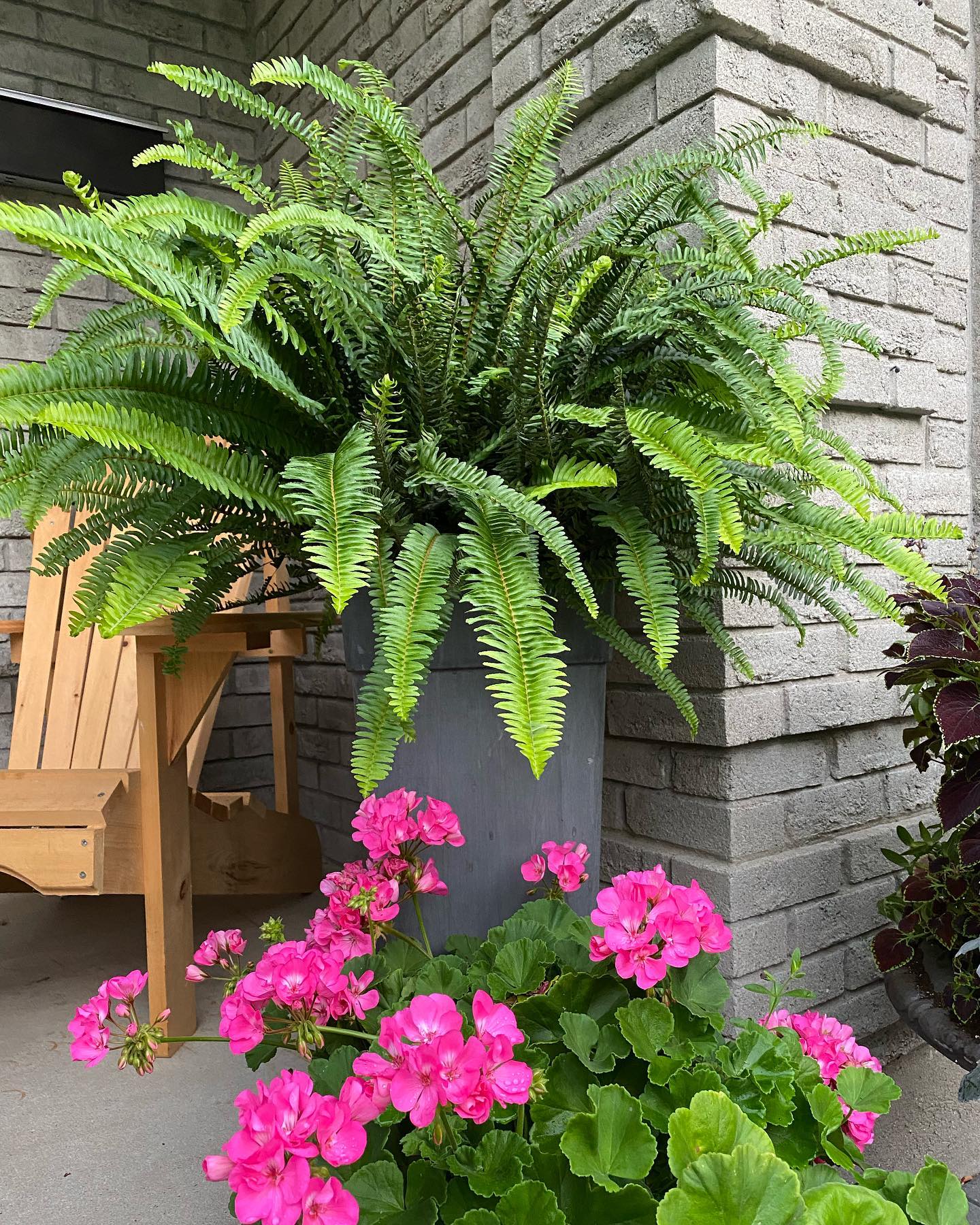 Kimberly Queen Fern (Nephrolepis Obliterata) - houseplants on Thursd